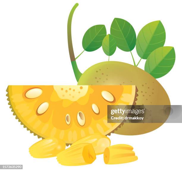 jackfruit - jackfruit stock illustrations