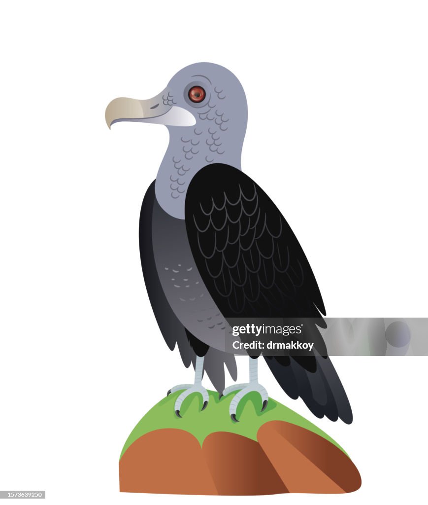 Cute Black Vulture