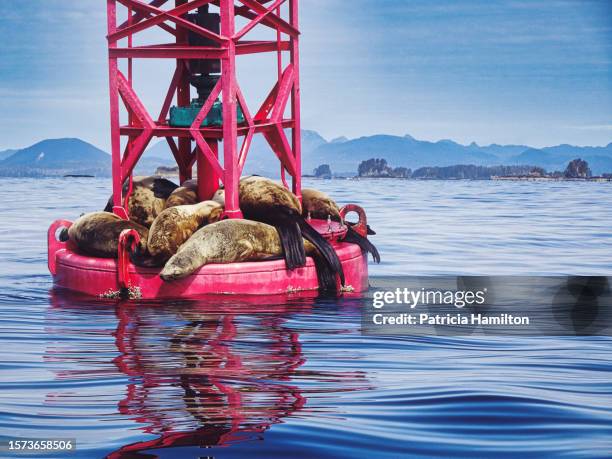 sea lions relaxing on a buoy, sitka sound - alaska location stockfoto's en -beelden