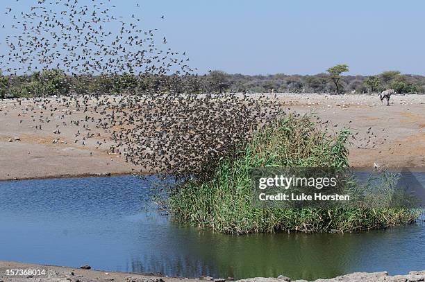swarm of red-billed quelea's - red billed queleas stock pictures, royalty-free photos & images