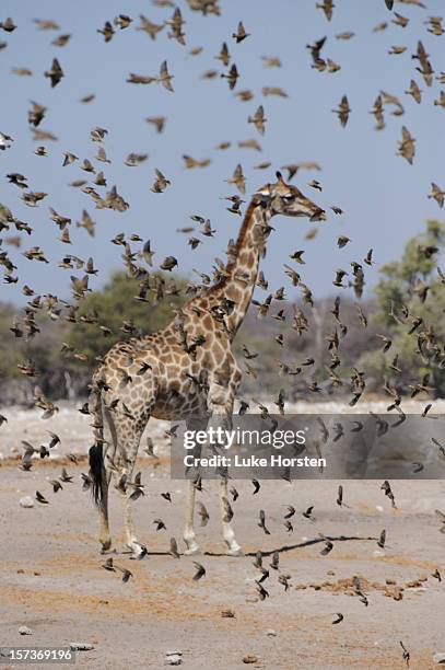 red-billed quelea in etosha - red billed quelea (quelea quelea) stock pictures, royalty-free photos & images
