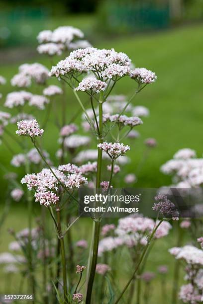 valerian root (valeriana officinalis) - valeriana officinalis stock pictures, royalty-free photos & images