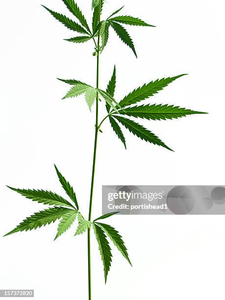 marijuana - weed leaf stock pictures, royalty-free photos & images