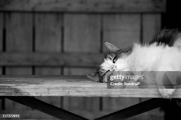 daydreaming cat - black and white cat stock pictures, royalty-free photos & images