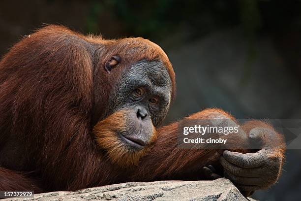 orang utan - sumatran orangutan stock pictures, royalty-free photos & images