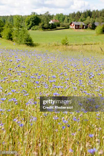 swedish landscape - korenbloem stockfoto's en -beelden