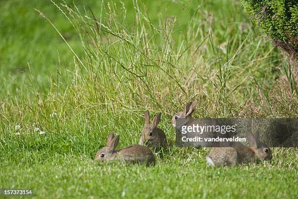 quattro wild bambino conigli - pest foto e immagini stock