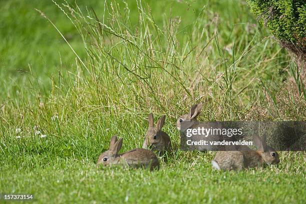 389 Four Rabbits Stock Photos, High-Res Pictures, and Images - Getty Images