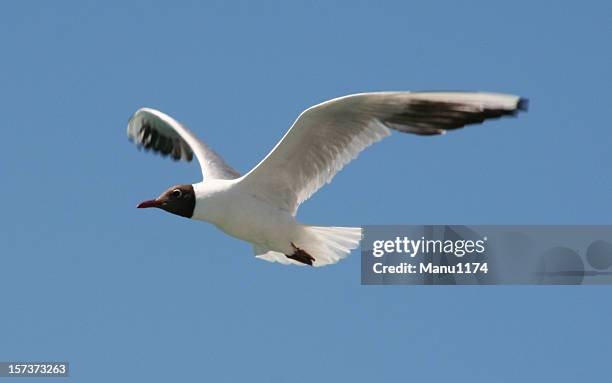 seagull and blue sky - kokmeeuw stockfoto's en -beelden