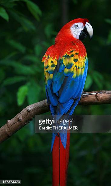 hellroter ara - scarlet macaw stock-fotos und bilder