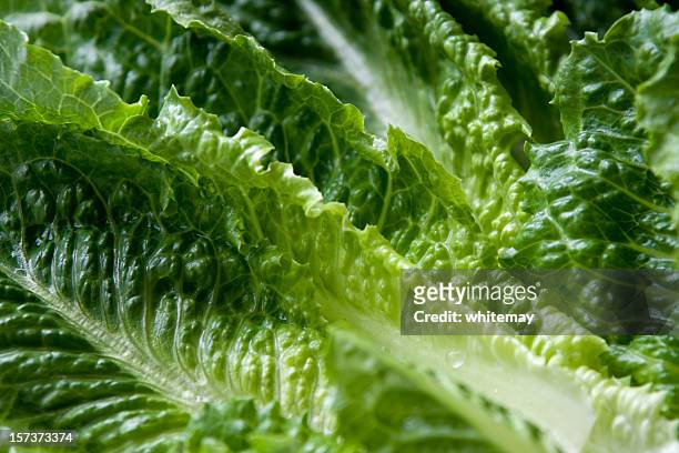 romaine lettuce leaves - romaine lettuce stock pictures, royalty-free photos & images