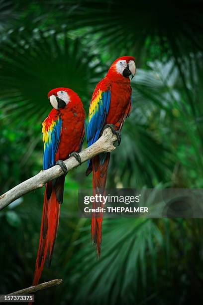 scarlet macaws - parrot bildbanksfoton och bilder