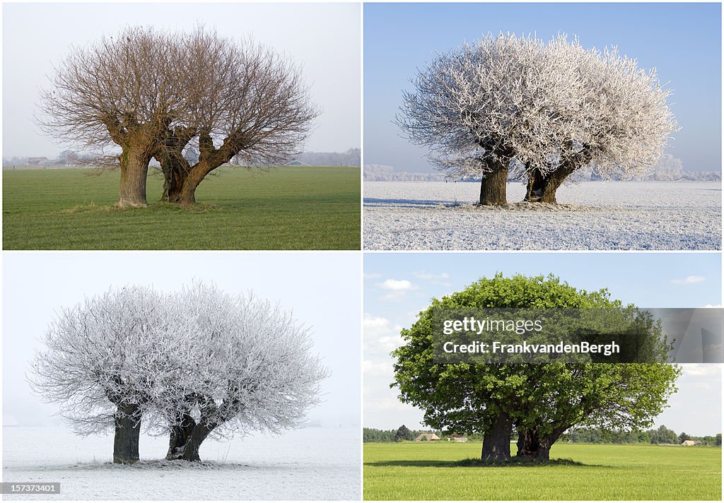 Solitaire Baum in vier verschiedene Jahreszeiten