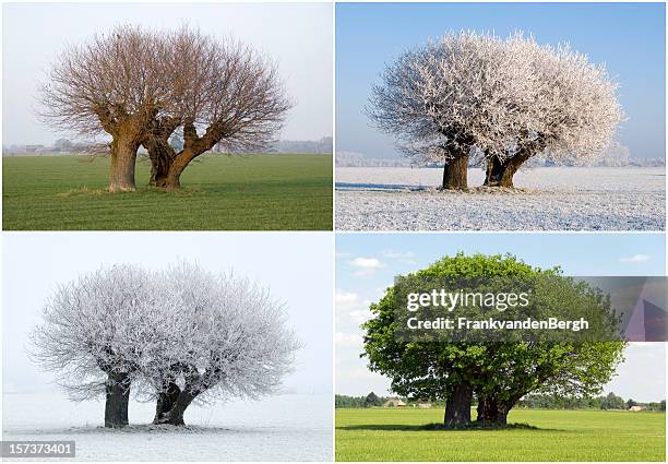 solitaire tree in four different seasons - four seasons stock pictures, royalty-free photos & images