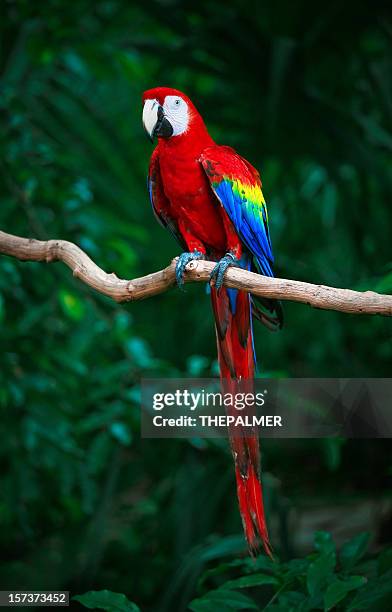 hellroter ara - scarlet macaw stock-fotos und bilder