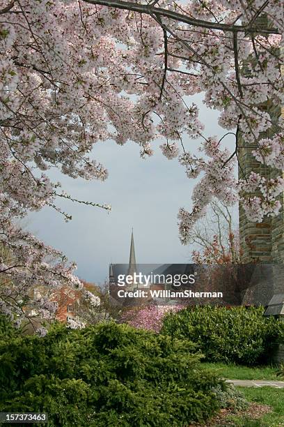 steeples through the cherry trees - spire stock pictures, royalty-free photos & images