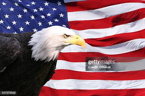 bald eagle american flag - bald eagle with american flag stockfoto's en -beelden