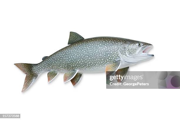 lake trout with clipping path - trout stock pictures, royalty-free photos & images