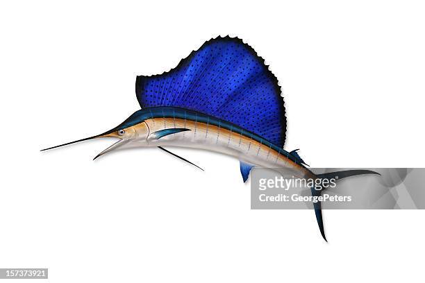 sailfish with clipping path - sail fish stock pictures, royalty-free photos & images