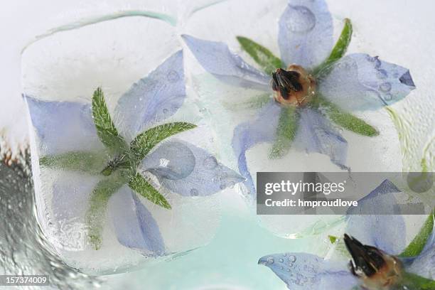 flower ice cube - borage stockfoto's en -beelden