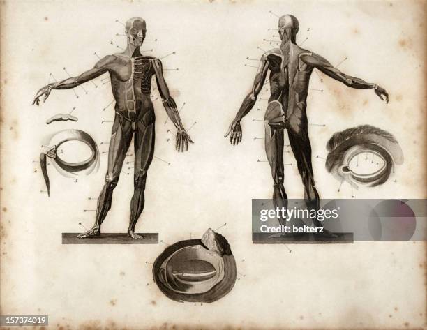 illustrations, cliparts, dessins animés et icônes de anatomie objet gravé - biologie