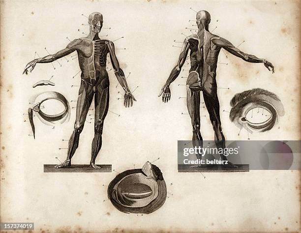 engraving depicting frontal and posterior anatomy of a human - frontaal stock illustrations