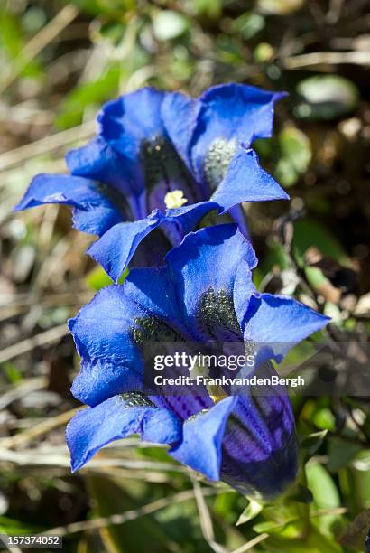 zwei blue gentians - herbstenzian stock-fotos und bilder