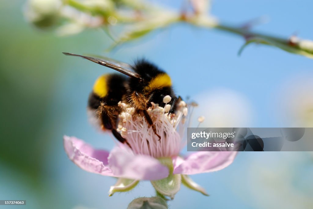 Close-up of a bumblebee collecting pollen from a pink flower