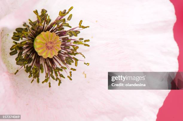 white poppy - pistil stock pictures, royalty-free photos & images