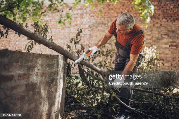 äste nach dem hören schneiden - ast pflanzenbestandteil stock-fotos und bilder