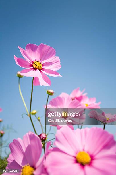 rosa blumenmuster - cosmos flower stock-fotos und bilder