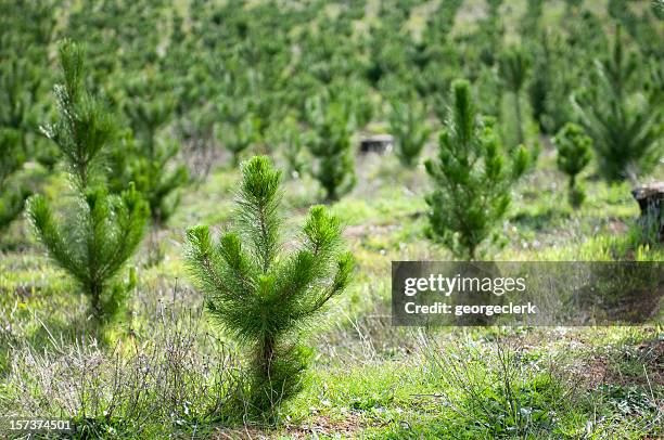 planta un árbol - sapling fotografías e imágenes de stock