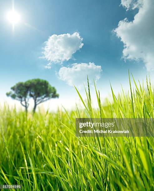 lonely tree on a sunny green meadow - low angle view grass stock pictures, royalty-free photos & images
