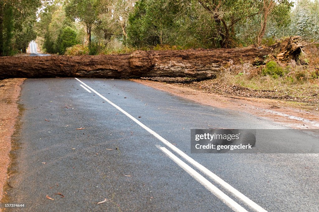 Fallen Tree Blocking the Road