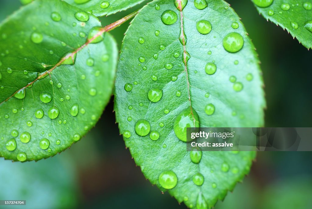 Rose leaf with waterdrops