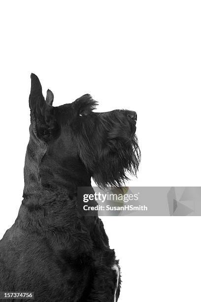 handsome giant schnauzer - show dog stock pictures, royalty-free photos & images