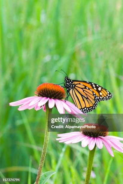 echinacea purpurea (monarch) - v - zonnehoed composietenfamilie stockfoto's en -beelden