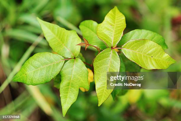 poison ivy leaves - toxicodendron diversilobum stock pictures, royalty-free photos & images