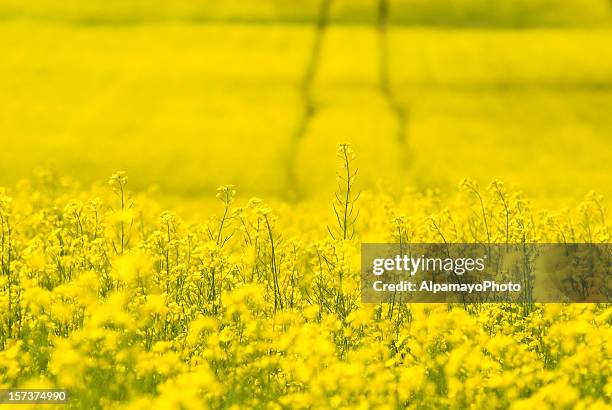 tracks in canola field - i - rape stock pictures, royalty-free photos & images