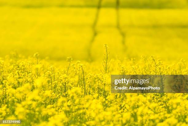 faixas de canola field-i - canola imagens e fotografias de stock