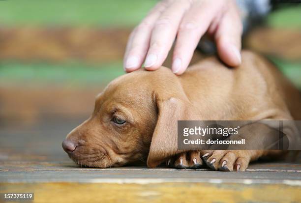 being cared for - vizsla stock pictures, royalty-free photos & images