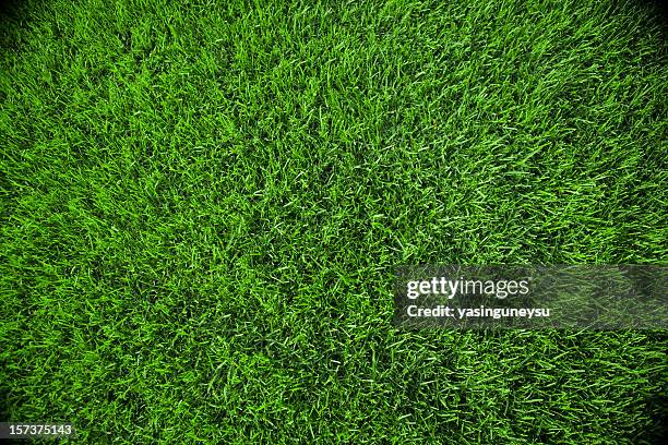 gras hintergrund - gras stock-fotos und bilder
