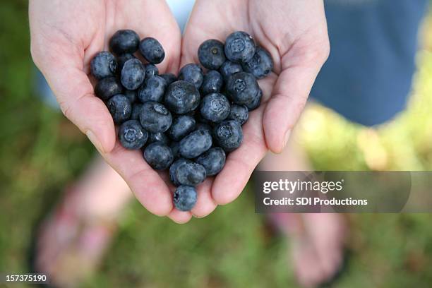 hands holding blueberries in the shape of a heart - blueberries heart stock pictures, royalty-free photos & images