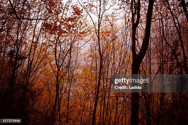 beech trees on olympus mt - mount olympus stock pictures, royalty-free photos & images