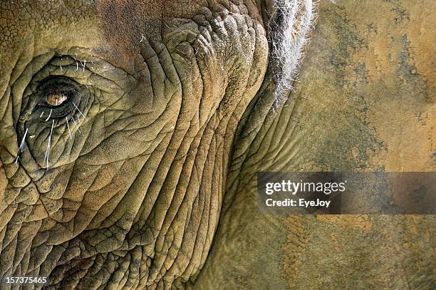 eye of the elephant - elephant eyes 個照片及圖片檔
