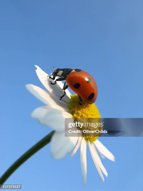 ladybird and daisy. - nyckelpiga bildbanksfoton och bilder