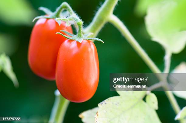 tomato on the vine - vine plant 個照片及圖片檔