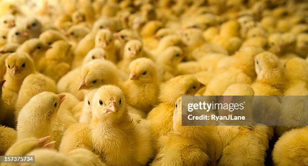 large group of baby chicks on chicken farm - animal welfare chicken stock pictures, royalty-free photos & images