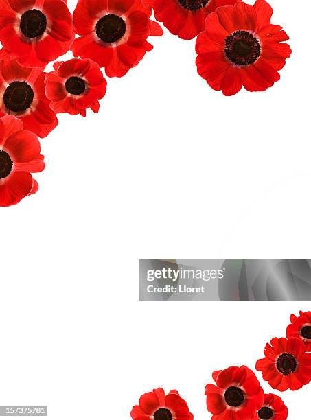 red poppies border with copy space (xxxl) - poppies stock pictures, royalty-free photos & images