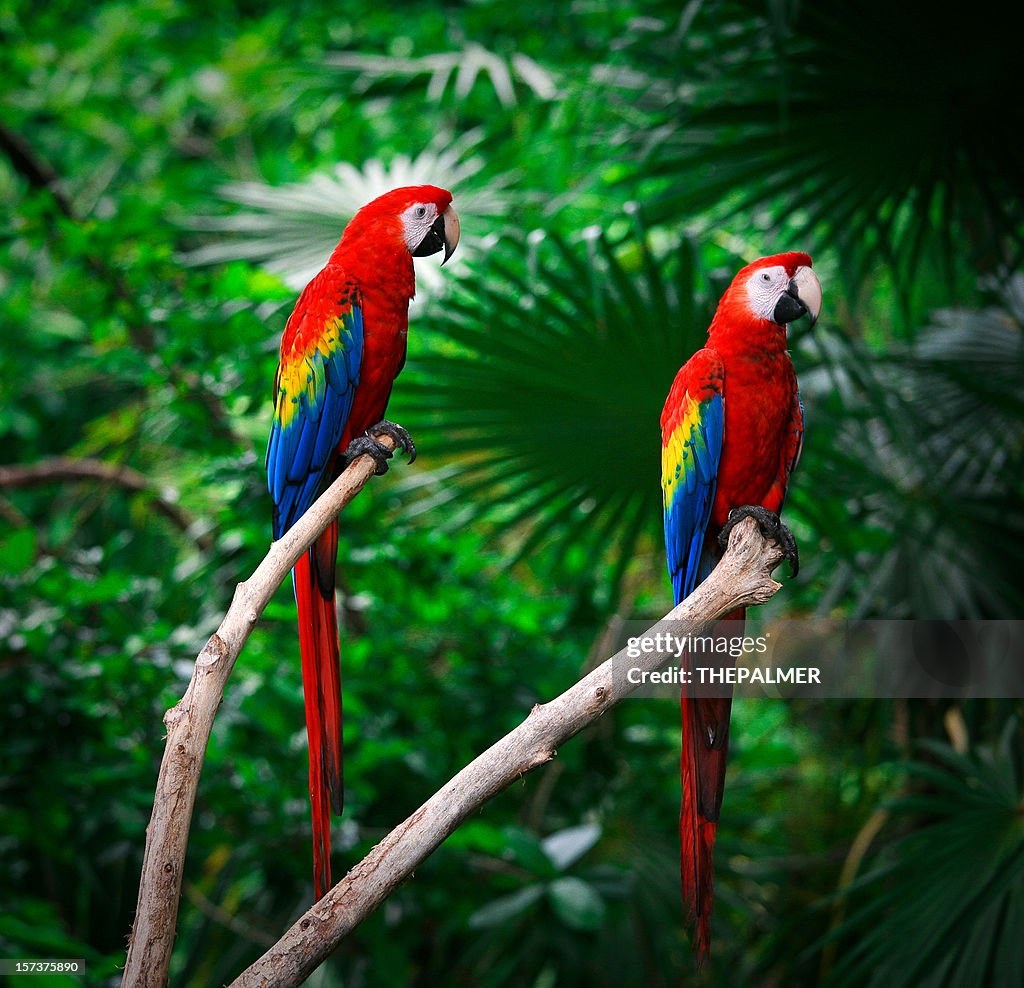 Scarlet Macaws High Res Stock Photo Getty Images scarlet-macaws-high-res-stock-photo-getty-images